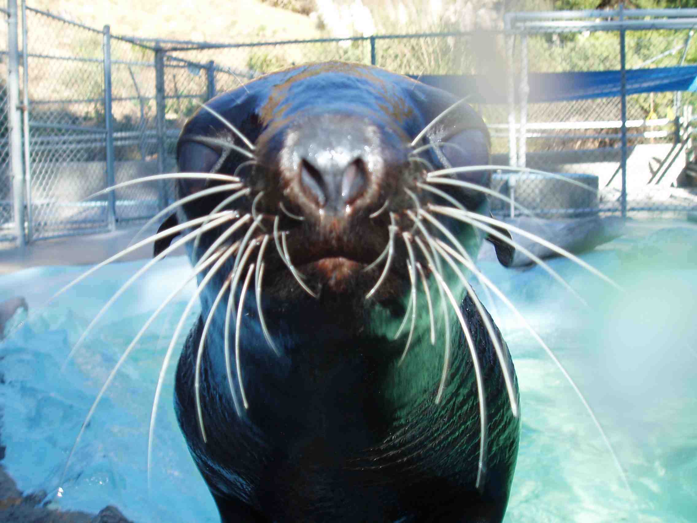 Mike Ryan helped rescue this seal off the CA coast
            in 2005.